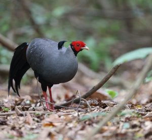Siamese Fireback, 戴氏火背鹇, Lophura diardi-gallery-7