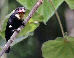 Dusky Broadbill, 乌暗阔嘴鸟, Corydon sumatranus-gallery-36