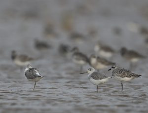 Nordmann’s Greenshank, 小青脚鹬, Tringa guttifer-gallery-34