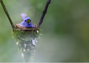 Black-naped Monarch, 黑枕王鹟, Hypothymis azurea-gallery-4
