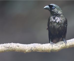 Racket-tailed Treepie, 盘尾树鹊, Crypsirina temia-gallery-33