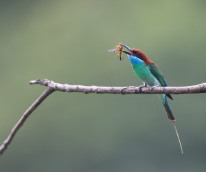 Blue-throated Bee-eater, 蓝喉蜂虎, Merops viridis-gallery-5
