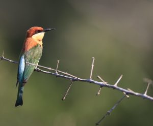 Chestnut-headed Bee-eater, 栗头蜂虎, Merops leschenaulti-gallery-11