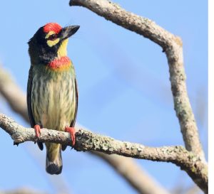Coppersmith Barbet, 赤胸拟啄木鸟, Psilopogon haemacephalus-gallery-16