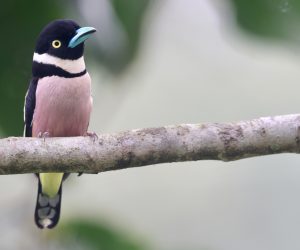 Black-and-Yellow Broadbill, 黑黄阔嘴鸟, Eurylaimus ochromalus-gallery-2