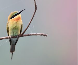 Blue-tailed Bee-eater, 栗喉蜂虎, Merops philippinus-gallery-21