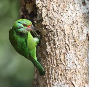Moustached Barbet, 印尼蓝喉拟啄木鸟, Psilopogon incognitus-gallery-20
