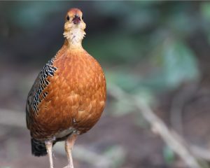 Ferruginous Partridge, 锈红林鹧鸪, Caloperdix oculeus-gallery-37