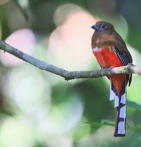 Red-headed Trogon, 红头咬鹃, Harpactes erythrocephalus-gallery-39
