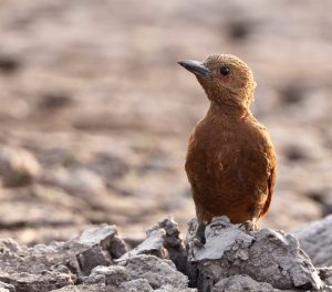 Rufous Woodpecker, 栗啄木鸟, Micropternus brachyurus-gallery-2