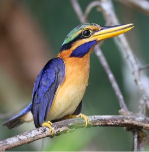 Rufous-collared Kingfisher, 栗领翡翠, Actenoides concretus-gallery-4