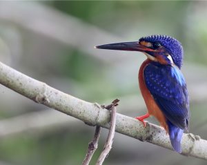 Blue-eared Kingfisher, 蓝耳翠鸟, Alcedo meninting-gallery-5