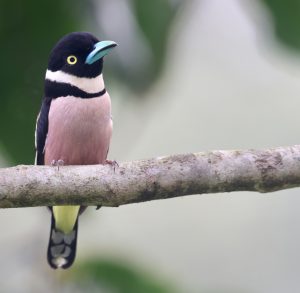 Black-and-Yellow Broadbill, 黑黄阔嘴鸟, Eurylaimus ochromalus-gallery-14