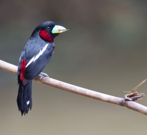 Black-and-Red Broadbill, 黑红阔嘴鸟, Cymbirhynchus macrorhynchos-gallery-16