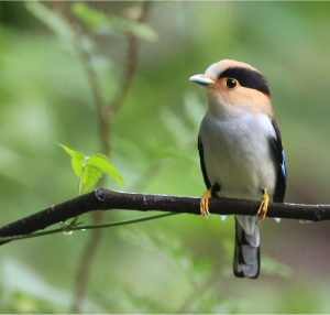 Silver-breasted Broadbilll, 银胸丝冠鸟, Serilophus lunatus-gallery-19