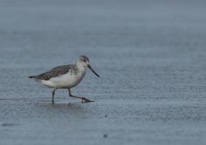 Nordmann’s Greenshank, 小青脚鹬, Tringa guttifer-gallery-12