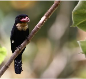 Dusky Broadbill, 乌暗阔嘴鸟, Corydon sumatranus-gallery-15