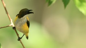 Yellow-sided Flowerpecker, 黄胁啄花鸟, Dicaeum aureolimbatum-gallery-11