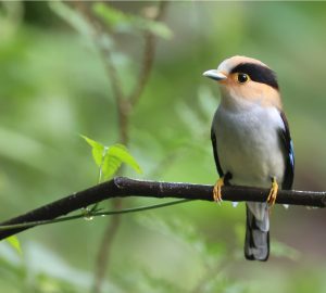 Silver-breasted Broadbilll, 银胸丝冠鸟, Serilophus lunatus-gallery-31