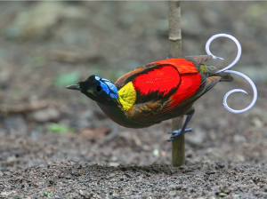 Wilson’s Bird-of-Paradise, 威氏极乐鸟, Diphyllodes respublica-gallery-5