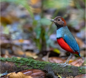 Papuan Pitta, 巴布亚八色鸫, Erythropitta macklotii-gallery-6