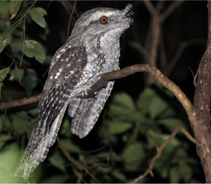 Marbled Frogmouth, 云斑蟆口鸱, Podargus ocellatus-gallery-20