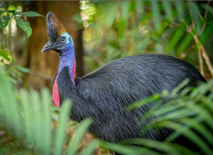 Southern Cassowary, 双垂鹤鸵, Casuarius casuarius-gallery-19