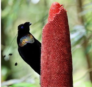 Western Parotia, 阿法六线风鸟, Parotia sefilata-gallery-18
