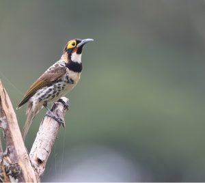 Ornate Melidectes, 棕胸寻蜜鸟, Melidectes torquatus-gallery-10