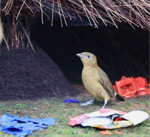 Vogelkop Bowerbird, 褐色园丁鸟, Amblyornis inornata-gallery-11