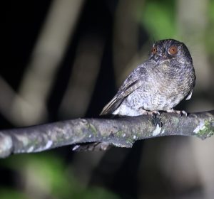 Wallace’s Owlet-Nightjar, 华氏裸鼻鸱, Aegotheles wallacii-gallery-16