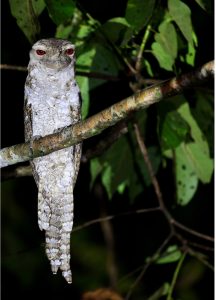Papuan Frogmouth, 巴布亚蟆口鸱, Podargus papuensis-gallery-13