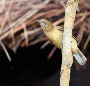 Vogelkop Bowerbird, 褐色园丁鸟, Amblyornis inornata-gallery-17