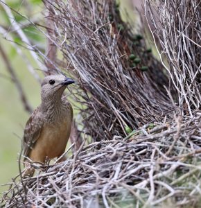 Fawn-breasted Bowerbird, 浅黄胸大亭鸟,  Chlamydera cerviniventris-gallery-14