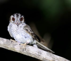 Australian Owlet-Nightjar, 澳洲裸鼻鸱, Aegotheles cristatus-gallery-2