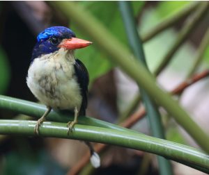 Common Paradise Kingfisher, 普通仙翡翠, Tanysiptera galatea-gallery-7