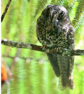 Mountain Owlet-Nightjar, 灰裸鼻鸱, Aegotheles albertisi-gallery-15