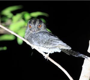 Barred Owlet-Nightjar, 斑裸鼻鸱, Aegotheles bennettii-gallery-12