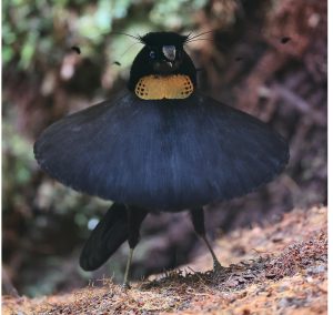 Western Parotia, 阿法六线风鸟, Parotia sefilata-gallery-9