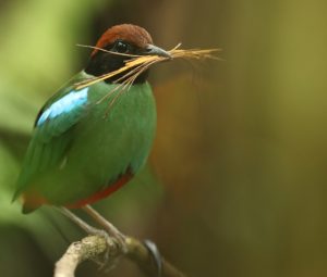 Biak Hooded Pitta, 绿胸八色鸫, Pitta sordida-gallery-0