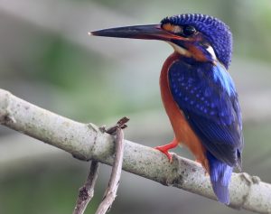 Papuan Dwarf Kingfisher, 巴布亚三趾翠鸟, Ceyx solitarius-gallery-3