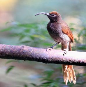 Black-billed Sicklebill, 黑嘴镰嘴风鸟, Drepanornis albertisi-gallery-4