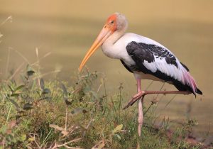 Painted Stork, 彩鹳, Mycteria leucocephala-gallery-19