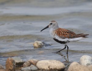 Dunlin, 黑腹滨鹬, Calidris alpina-gallery-21