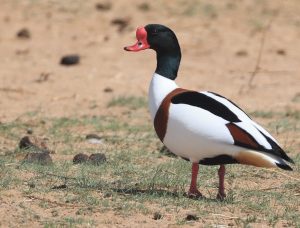 Common Shelduck, 翘鼻麻鸭, Tadorna tadorna-gallery-18