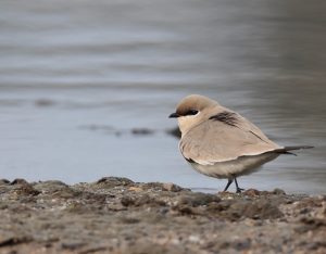 Small Pratincole, 灰燕鸻, Glareola lactea-gallery-0