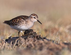 Long-toed Stint, 长趾滨鹬, Calidris subminuta-gallery-11