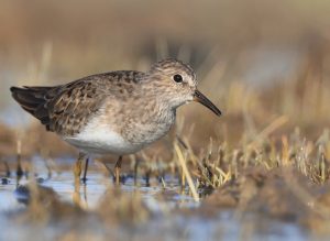 Temminck’s Stint, 青脚滨鹬, Calidris temminckii-gallery-3