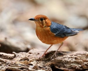 Orange-headed Thrush, 橙头地鸫, Geokichla citrina-gallery-14