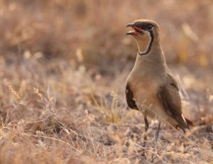 Black-winged Pratincole, 黑翅燕鸻, Glareola nordmanni-gallery-83